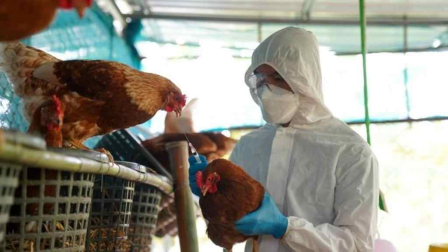 La gripe aviar es una enfermedad viral contagiosa que afecta principalmente a aves silvestres y domésticas.