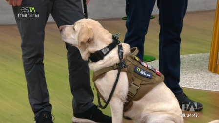 'Samai' es un perro estadounidense que tiene la habilidad de rastrear objetos o dispositivos electrónicos y en esTAmñana lo pusimos a prueba.