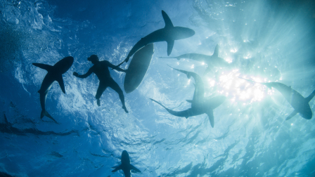 Tiburones nadan junto a buzos en el océano (imagen referencial)