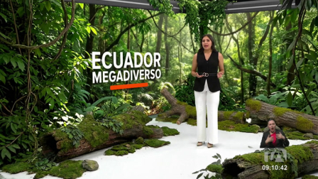 Investigadores de la UTPL, mediante un estudio, descubrieron una nueva especie de rana en los paramos del Ecuador. Un reportaje de Nathalie Jiménez
