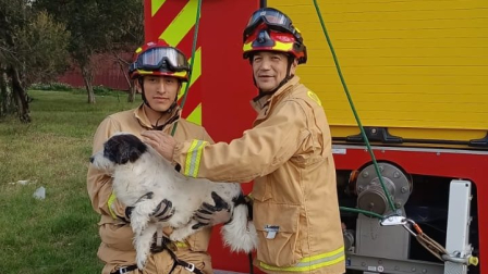 Los Bomberos de Cuenca ayudaron a Chispita a volver a su hogar.