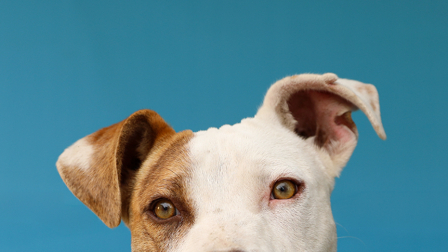 perritos rescatado buscan un hogar en Quito