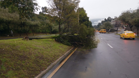 Un árbol cayó sobre la vía en el sector La Delicia, la mañana de este martes 10 de marzo.