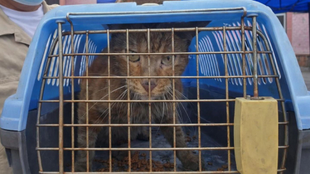 Un gato fue rescatado en el edificio Multicomercio luego de permanecer atrapado un mes tras incendio.