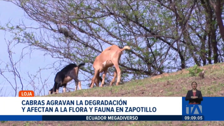 Investigadores de la UTPL analizan el impacto del pastoreo de cabras en la desetificación del suelo en diferentes bosques de la zona de Zapotillo. Un reportaje de Nathalie Jiménez