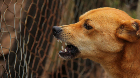 Perro abandonado atacó a un menor en barrio de San Roque