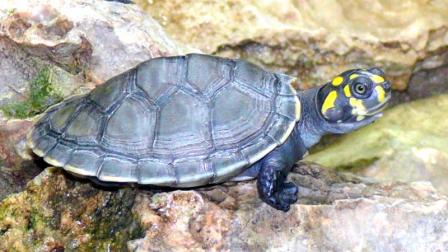 2 000 crías de tortugas taricayas fueron liberadas en el amazónico río Putumayo