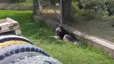 Cuatro perros fueron desalojados de un centro comercial en Sangolquí.
