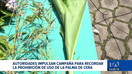 Quienes comercialicen palma de cera enfrentan penas de hasta tres años de prisión; autoridades promueven el uso de plantas alternativas para la celebración religiosa.