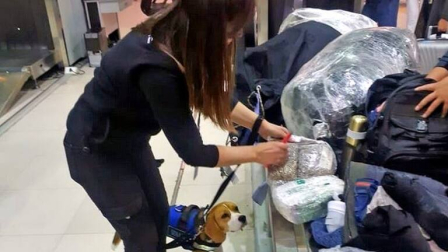 Foto referencial de un perro de raza beagle mientras realiza sus inspecciones a los equipajes de los viajeros en los aeropuertos de Estados Unidos.