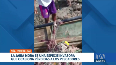 Pescadores artesanales de Esmeraldas reportan pérdidas en sus capturas por la presencia de esta especie que provoca un alza en el precio del camarón. Un reportaje de Sofía Weir
