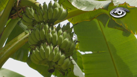 Presente en las cocinas de la costa, la sierra y la Amazonía, el plátano es uno de los ingredientes más versátiles de la cocina ecuatoriana. Exploramos sus principales variedades: verde, maduro y orito, y cómo cada una da lugar a sabores y preparaciones distintas, desde platos tradicionales hasta propuestas más contemporáneas.
