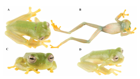 Una nueva rana de cristal fue descubierta en la reserva El Quimi, en Ecuador.