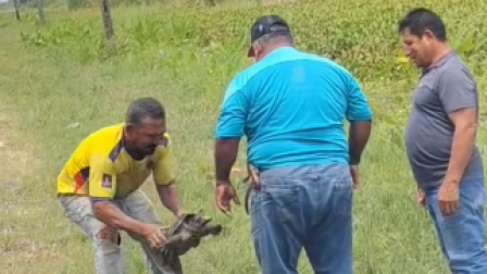 La difusión de estas imágenes reabre el debate sobre la protección de especies y el control frente al maltrato animal en carreteras del país.