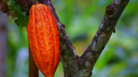 Los laboratorios vivientes son iniciativas territoriales inclusivas