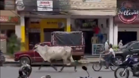 Una vaca escapó y causó caos en Quevedo, provincia de Los Ríos.