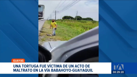 Un video en redes muestra maltrato hacia una tortuga. Ciudadanos exigen identificar a los responsables del acto. Un reportaje de Catalina García