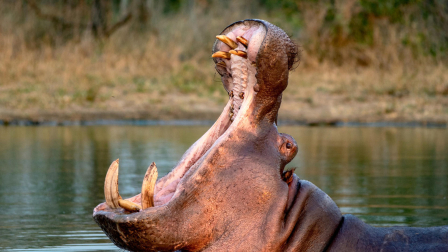 El Gobierno de Colombia anunció un plan que incluye la eutanasia a por lo menos 80 hipopótamos.