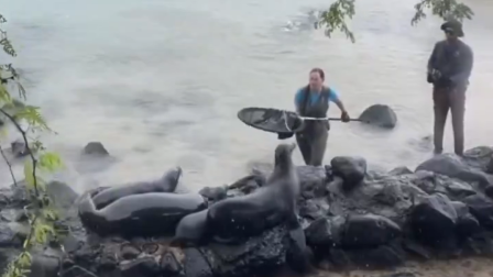Salvan a un lobo marino con un anzuelo incrustado en el hocico