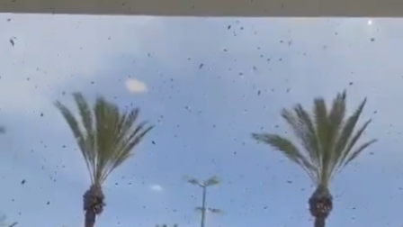 El hecho evidencia cómo fenómenos naturales pueden alterar la vida urbana y obligar a activar protocolos de emergencia.