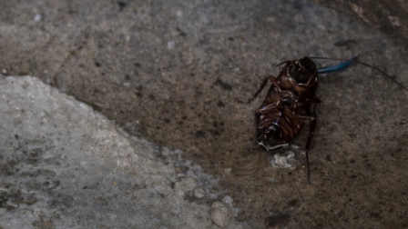 El establecimiento presentaba graves deficiencias higiénicas y presencia de plagas