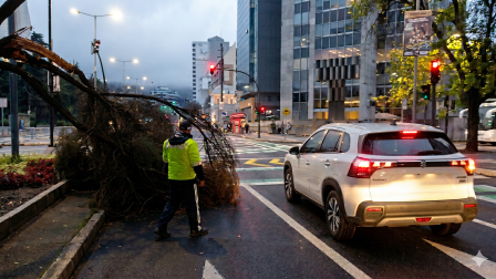 La rama de un árbol cayó en la av. Patria y av. Amazonas, en el norte de Quito.