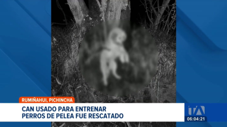 Fundación Lucky intervino en un caso de crueldad animal; el can presenta heridas graves tras ser utilizado como "carnada" para entrenar perros de pelea. Un reportaje de Mishell Villacis