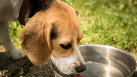 Durante las olas de calor en Ecuador, perros, gatos y otros animales de compañía deben tener fuentes de hidratación