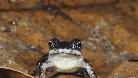 Rana Pristimantis melanops, que posee un iris oscuro con un anillo blanco alrededor de la pupila, y pertenecen al subgénero Huicundomantis.