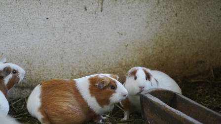 La suspensión de venta de cuyes y conejos en Ambato deja hasta el momento un fuerte pérdida económica.