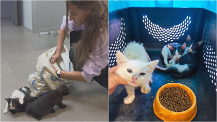 Imagen del momento del rescate y la posterior atención veterinaria de los gatos abandonados en la Terminal Terrestre.