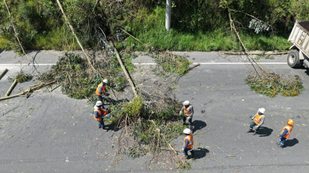 Los árboles en riessgo de caer serán retirados de la avenida Simón Bolívar.