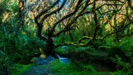 Reserva Ecológica El Ángel, en Carchi.