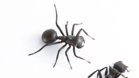 La nueva especie de araña se denomina Aphantochilus rainbow.