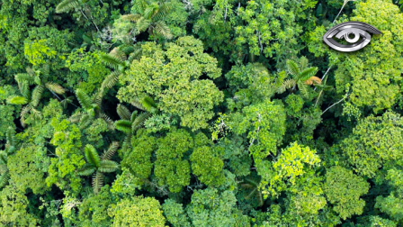 Un estudio con más de 40 científicos revela que los bosques tropicales pueden recuperar más del 90% de su biodiversidad en apenas tres décadas. La vida vuelve: desde la rana marsupial cornuda hasta el mono araña de cabeza marrón; y, con ella, la esperanza para el planeta.