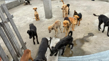 Una denuncia ciudadana permitió rescatar a 18 perros de una casa en Quito.