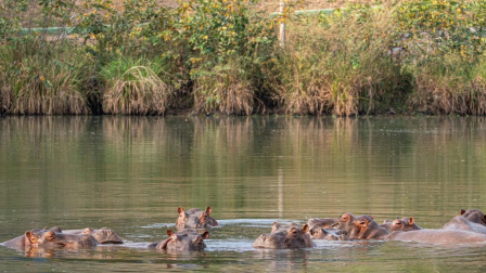 El heredero multimillonario indio Anant Ambani ofreció al Gobierno colombiano llevarse 80 hipopótamos a su propio centro de rescate de fauna en el oeste de la India.