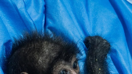 Un mono araña fue rescatado de una propiedad privada.