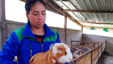Las autoridades levantaron las restricciones sanitarias para el consumo de carne de cuy.
