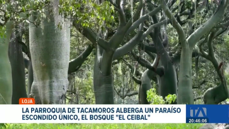 Sozoranga, en la provincia de Loja, invita a descubrir "El Ceibal", un ecosistema único de bosque seco que se convierte en un referente para el turismo. Un reportaje de María del Rocío Coronel.