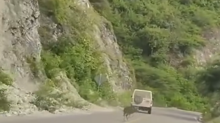 Vehículo atropella venado vía a Macará Loja maltrato animal.