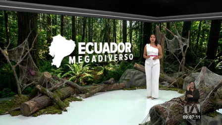 Investigadores identificaron a la Aphantochilus rainbow (araña cangrejo). Señalan que solo se conocían a tres especies de ese género. Un reportaje de Nathalie Jiménez