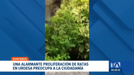 La acumulación de desechos en las calles del norte de Guayaquil ha disparado la presencia de roedores. Expertos advierten sobre el riesgo de enfermedades. Un reportaje de Camila Guevara