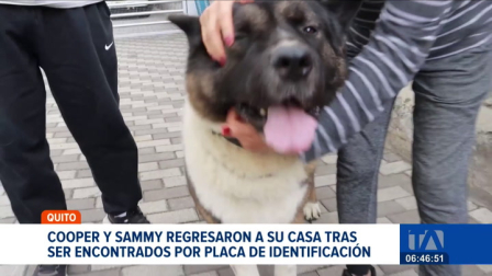 Dos mascotas lograron reencontrarse con sus dueños gracias a que portaban sus placas. La Unidad de Bienestar Animal recalca la importancia de la identificación. Un reportaje de Mishell Villacís