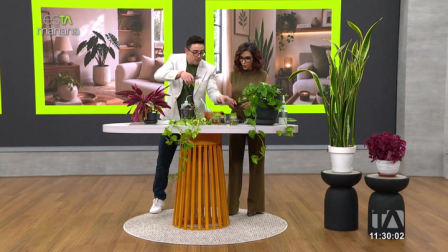 El experto en plantas, Matías Iragorri, nos enseña tips prácticos para que tus plantas ornamentales y llenen de buena energía tu hogar.