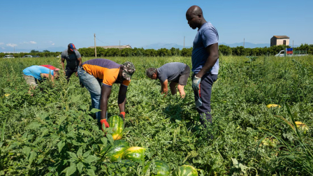 Varios migrantes trabajando en el campo en Calabria, Italia, en una imagen de julio de 2020.