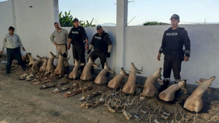 Las autoridades hallaron más de una decena de cabezas de venado en un inmueble en Santa Elena.