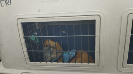 Denuncian presunto caso de maltrato animal en el norte de Quito