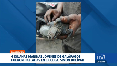 Los ejemplares protegidos aparecieron en distintos puntos de la ciudadela Simón Bolívar, en Guayaquil, en las cercanías del aeropuerto. Un reportaje de Ricardo Cruzatty