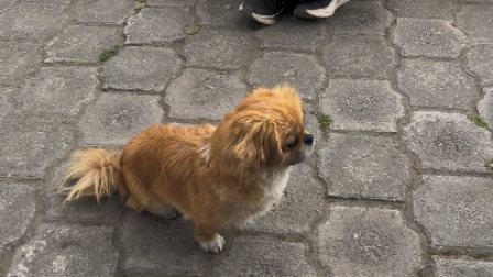 Después del miedo, llegan los cuidados: el perrito rescatado en el norte de Quito ya está a salvo.